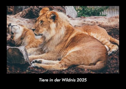 Tiere in der Wildnis 2025 Fotokalender DIN A3: Monatskalender mit Bild-Motiven von Haustieren, Bauernhof, wilden Tieren und Raubtieren Tiere in der Wildnis 2025 Fotokalender DIN A3: Monatskalender mit Bild-Motiven von Haustieren, Bauernhof, wilden Tieren und Raubtieren