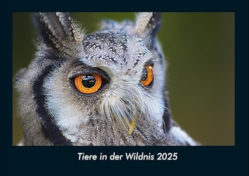 Tiere in der Wildnis 2025 Fotokalender DIN A4: Monatskalender mit Bild-Motiven von Haustieren, Bauernhof, wilden Tieren und Raubtieren Tiere in der Wildnis 2025 Fotokalender DIN A4: Monatskalender mit Bild-Motiven von Haustieren, Bauernhof, wilden Tieren und Raubtieren