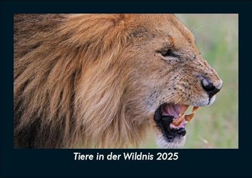 Tiere in der Wildnis 2025 Fotokalender DIN A5: Monatskalender mit Bild-Motiven von Haustieren, Bauernhof, wilden Tieren und Raubtieren Tiere in der Wildnis 2025 Fotokalender DIN A5: Monatskalender mit Bild-Motiven von Haustieren, Bauernhof, wilden Tieren und Raubtieren