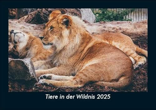 Tiere in der Wildnis 2025 Fotokalender DIN A5: Monatskalender mit Bild-Motiven von Haustieren, Bauernhof, wilden Tieren und Raubtieren Tiere in der Wildnis 2025 Fotokalender DIN A5: Monatskalender mit Bild-Motiven von Haustieren, Bauernhof, wilden Tieren und Raubtieren