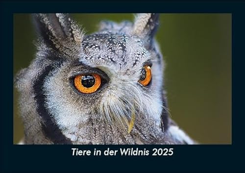 Tiere in der Wildnis 2025 Fotokalender DIN A5: Monatskalender mit Bild-Motiven von Haustieren, Bauernhof, wilden Tieren und Raubtieren Tiere in der Wildnis 2025 Fotokalender DIN A5: Monatskalender mit Bild-Motiven von Haustieren, Bauernhof, wilden Tieren und Raubtieren