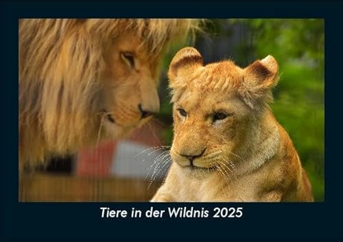Tiere in der Wildnis 2025 Fotokalender DIN A5: Monatskalender mit Bild-Motiven von Haustieren, Bauernhof, wilden Tieren und Raubtieren Tiere in der Wildnis 2025 Fotokalender DIN A5: Monatskalender mit Bild-Motiven von Haustieren, Bauernhof, wilden Tieren und Raubtieren
