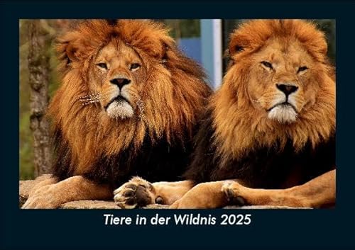 Tiere in der Wildnis 2025 Fotokalender DIN A5: Monatskalender mit Bild-Motiven von Haustieren, Bauernhof, wilden Tieren und Raubtieren Tiere in der Wildnis 2025 Fotokalender DIN A5: Monatskalender mit Bild-Motiven von Haustieren, Bauernhof, wilden Tieren und Raubtieren