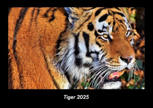 Tiger 2025 Fotokalender DIN A3: Monatskalender mit Bild-Motiven von Haustieren, Bauernhof, wilden Tieren und Raubtieren Tiger 2025 Fotokalender DIN A3: Monatskalender mit Bild-Motiven von Haustieren, Bauernhof, wilden Tieren und Raubtieren
