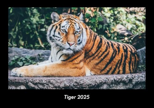 Tiger 2025 Fotokalender DIN A3: Monatskalender mit Bild-Motiven von Haustieren, Bauernhof, wilden Tieren und Raubtieren Tiger 2025 Fotokalender DIN A3: Monatskalender mit Bild-Motiven von Haustieren, Bauernhof, wilden Tieren und Raubtieren