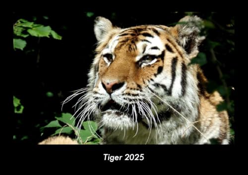 Tiger 2025 Fotokalender DIN A3: Monatskalender mit Bild-Motiven von Haustieren, Bauernhof, wilden Tieren und Raubtieren Tiger 2025 Fotokalender DIN A3: Monatskalender mit Bild-Motiven von Haustieren, Bauernhof, wilden Tieren und Raubtieren