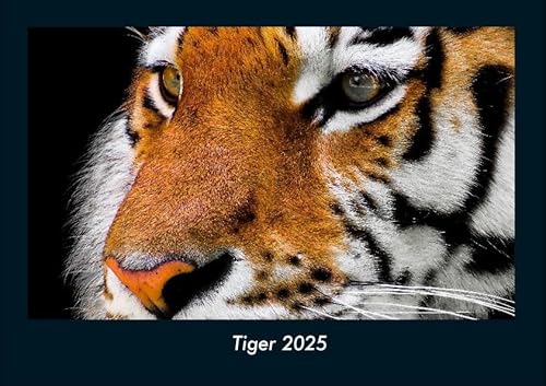 Tiger 2025 Fotokalender DIN A4: Monatskalender mit Bild-Motiven von Haustieren, Bauernhof, wilden Tieren und Raubtieren Tiger 2025 Fotokalender DIN A4: Monatskalender mit Bild-Motiven von Haustieren, Bauernhof, wilden Tieren und Raubtieren