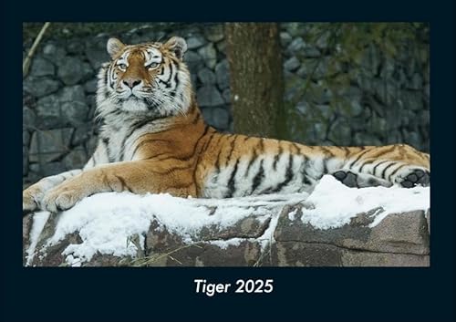 Tiger 2025 Fotokalender DIN A4: Monatskalender mit Bild-Motiven von Haustieren, Bauernhof, wilden Tieren und Raubtieren Tiger 2025 Fotokalender DIN A4: Monatskalender mit Bild-Motiven von Haustieren, Bauernhof, wilden Tieren und Raubtieren