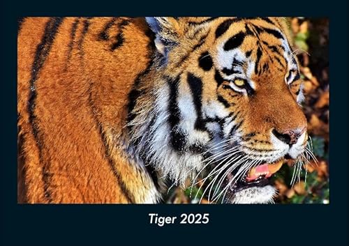 Tiger 2025 Fotokalender DIN A4: Monatskalender mit Bild-Motiven von Haustieren, Bauernhof, wilden Tieren und Raubtieren Tiger 2025 Fotokalender DIN A4: Monatskalender mit Bild-Motiven von Haustieren, Bauernhof, wilden Tieren und Raubtieren