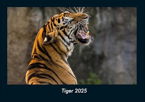 Tiger 2025 Fotokalender DIN A4: Monatskalender mit Bild-Motiven von Haustieren, Bauernhof, wilden Tieren und Raubtieren Tiger 2025 Fotokalender DIN A4: Monatskalender mit Bild-Motiven von Haustieren, Bauernhof, wilden Tieren und Raubtieren