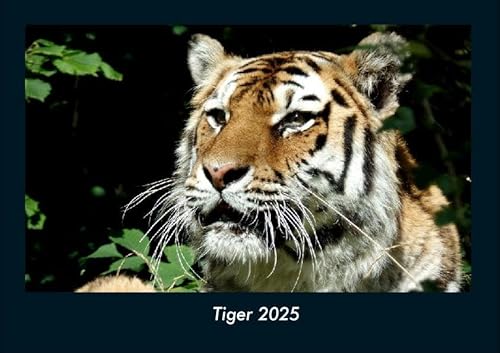 Tiger 2025 Fotokalender DIN A4: Monatskalender mit Bild-Motiven von Haustieren, Bauernhof, wilden Tieren und Raubtieren Tiger 2025 Fotokalender DIN A4: Monatskalender mit Bild-Motiven von Haustieren, Bauernhof, wilden Tieren und Raubtieren