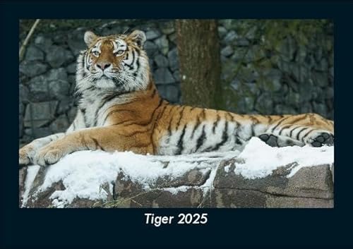 Tiger 2025 Fotokalender DIN A5: Monatskalender mit Bild-Motiven von Haustieren, Bauernhof, wilden Tieren und Raubtieren Tiger 2025 Fotokalender DIN A5: Monatskalender mit Bild-Motiven von Haustieren, Bauernhof, wilden Tieren und Raubtieren