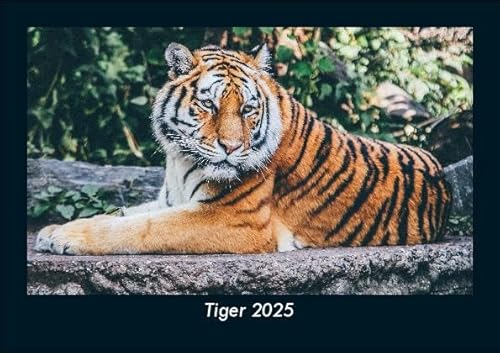 Tiger 2025 Fotokalender DIN A5: Monatskalender mit Bild-Motiven von Haustieren, Bauernhof, wilden Tieren und Raubtieren Tiger 2025 Fotokalender DIN A5: Monatskalender mit Bild-Motiven von Haustieren, Bauernhof, wilden Tieren und Raubtieren