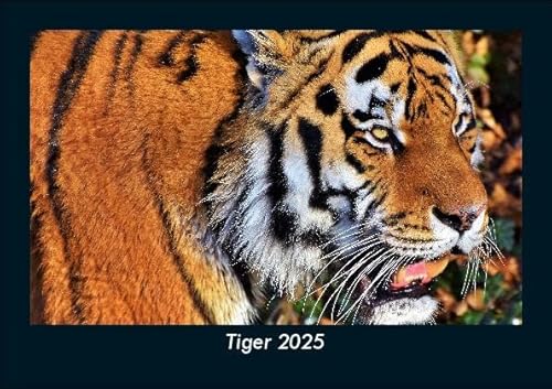 Tiger 2025 Fotokalender DIN A5: Monatskalender mit Bild-Motiven von Haustieren, Bauernhof, wilden Tieren und Raubtieren Tiger 2025 Fotokalender DIN A5: Monatskalender mit Bild-Motiven von Haustieren, Bauernhof, wilden Tieren und Raubtieren