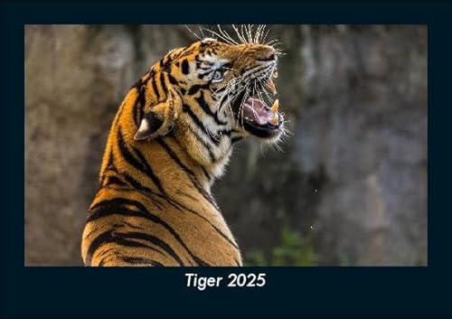 Tiger 2025 Fotokalender DIN A5: Monatskalender mit Bild-Motiven von Haustieren, Bauernhof, wilden Tieren und Raubtieren Tiger 2025 Fotokalender DIN A5: Monatskalender mit Bild-Motiven von Haustieren, Bauernhof, wilden Tieren und Raubtieren