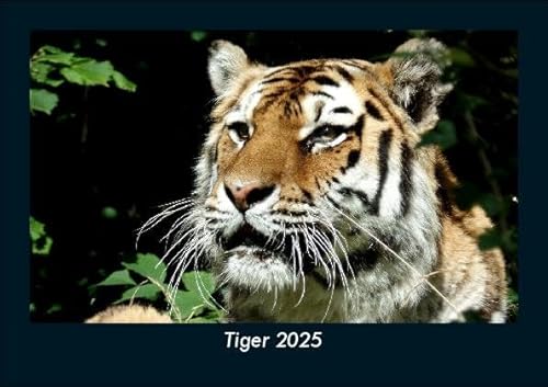 Tiger 2025 Fotokalender DIN A5: Monatskalender mit Bild-Motiven von Haustieren, Bauernhof, wilden Tieren und Raubtieren Tiger 2025 Fotokalender DIN A5: Monatskalender mit Bild-Motiven von Haustieren, Bauernhof, wilden Tieren und Raubtieren