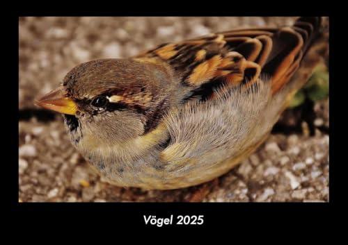Vögel 2025 Fotokalender DIN A3: Monatskalender mit Bild-Motiven von Haustieren, Bauernhof, wilden Tieren und Raubtieren Vögel 2025 Fotokalender DIN A3: Monatskalender mit Bild-Motiven von Haustieren, Bauernhof, wilden Tieren und Raubtieren