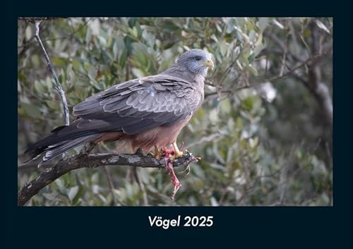 Vögel 2025 Fotokalender DIN A4: Monatskalender mit Bild-Motiven von Haustieren, Bauernhof, wilden Tieren und Raubtieren Vögel 2025 Fotokalender DIN A4: Monatskalender mit Bild-Motiven von Haustieren, Bauernhof, wilden Tieren und Raubtieren