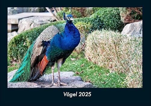 Vögel 2025 Fotokalender DIN A4: Monatskalender mit Bild-Motiven von Haustieren, Bauernhof, wilden Tieren und Raubtieren Vögel 2025 Fotokalender DIN A4: Monatskalender mit Bild-Motiven von Haustieren, Bauernhof, wilden Tieren und Raubtieren