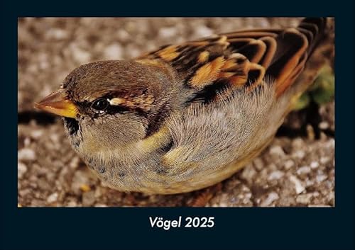 Vögel 2025 Fotokalender DIN A4: Monatskalender mit Bild-Motiven von Haustieren, Bauernhof, wilden Tieren und Raubtieren Vögel 2025 Fotokalender DIN A4: Monatskalender mit Bild-Motiven von Haustieren, Bauernhof, wilden Tieren und Raubtieren