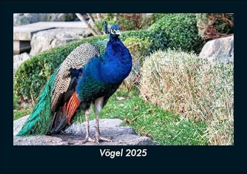 Vögel 2025 Fotokalender DIN A5: Monatskalender mit Bild-Motiven von Haustieren, Bauernhof, wilden Tieren und Raubtieren Vögel 2025 Fotokalender DIN A5: Monatskalender mit Bild-Motiven von Haustieren, Bauernhof, wilden Tieren und Raubtieren