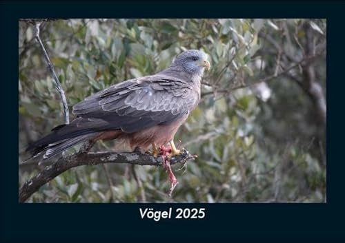 Vögel 2025 Fotokalender DIN A5: Monatskalender mit Bild-Motiven von Haustieren, Bauernhof, wilden Tieren und Raubtieren Vögel 2025 Fotokalender DIN A5: Monatskalender mit Bild-Motiven von Haustieren, Bauernhof, wilden Tieren und Raubtieren