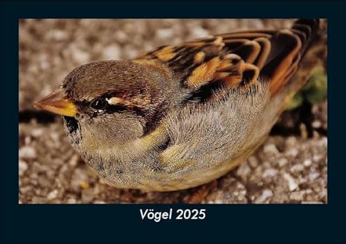 Vögel 2025 Fotokalender DIN A5: Monatskalender mit Bild-Motiven von Haustieren, Bauernhof, wilden Tieren und Raubtieren Vögel 2025 Fotokalender DIN A5: Monatskalender mit Bild-Motiven von Haustieren, Bauernhof, wilden Tieren und Raubtieren