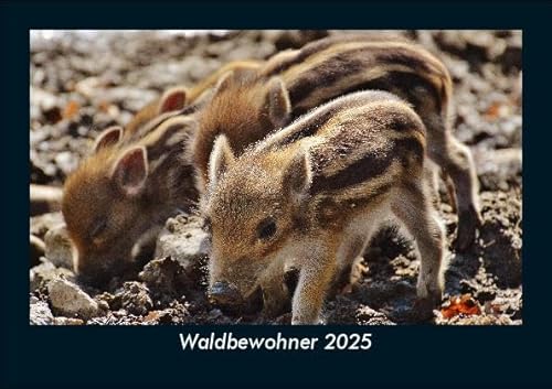 Waldbewohner 2025 Fotokalender DIN A5: Monatskalender mit Bild-Motiven von Haustieren, Bauernhof, wilden Tieren und Raubtieren Waldbewohner 2025 Fotokalender DIN A5: Monatskalender mit Bild-Motiven von Haustieren, Bauernhof, wilden Tieren und Raubtieren