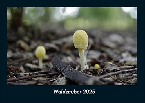 Waldzauber 2025 Fotokalender DIN A4: Monatskalender mit Bild-Motiven aus Fauna und Flora, Natur, Blumen und Pflanzen Waldzauber 2025 Fotokalender DIN A4: Monatskalender mit Bild-Motiven aus Fauna und Flora, Natur, Blumen und Pflanzen