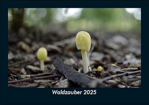 Waldzauber 2025 Fotokalender DIN A5: Monatskalender mit Bild-Motiven aus Fauna und Flora, Natur, Blumen und Pflanzen Waldzauber 2025 Fotokalender DIN A5: Monatskalender mit Bild-Motiven aus Fauna und Flora, Natur, Blumen und Pflanzen