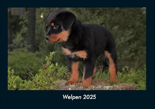 Welpen 2025 Fotokalender DIN A4: Monatskalender mit Bild-Motiven von Haustieren, Bauernhof, wilden Tieren und Raubtieren Welpen 2025 Fotokalender DIN A4: Monatskalender mit Bild-Motiven von Haustieren, Bauernhof, wilden Tieren und Raubtieren