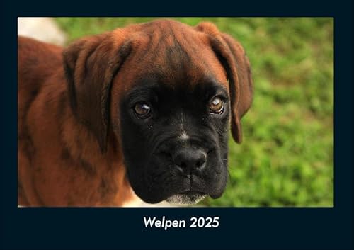 Welpen 2025 Fotokalender DIN A4: Monatskalender mit Bild-Motiven von Haustieren, Bauernhof, wilden Tieren und Raubtieren Welpen 2025 Fotokalender DIN A4: Monatskalender mit Bild-Motiven von Haustieren, Bauernhof, wilden Tieren und Raubtieren