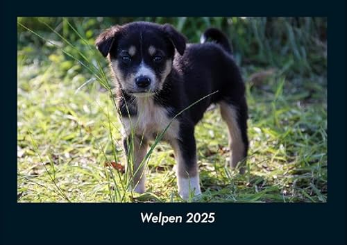 Welpen 2025 Fotokalender DIN A4: Monatskalender mit Bild-Motiven von Haustieren, Bauernhof, wilden Tieren und Raubtieren Welpen 2025 Fotokalender DIN A4: Monatskalender mit Bild-Motiven von Haustieren, Bauernhof, wilden Tieren und Raubtieren