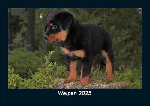 Welpen 2025 Fotokalender DIN A5: Monatskalender mit Bild-Motiven von Haustieren, Bauernhof, wilden Tieren und Raubtieren Welpen 2025 Fotokalender DIN A5: Monatskalender mit Bild-Motiven von Haustieren, Bauernhof, wilden Tieren und Raubtieren