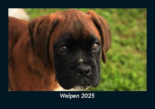 Welpen 2025 Fotokalender DIN A5: Monatskalender mit Bild-Motiven von Haustieren, Bauernhof, wilden Tieren und Raubtieren Welpen 2025 Fotokalender DIN A5: Monatskalender mit Bild-Motiven von Haustieren, Bauernhof, wilden Tieren und Raubtieren