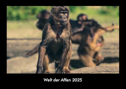 Welt der Affen 2025 Fotokalender DIN A3: Monatskalender mit Bild-Motiven von Haustieren, Bauernhof, wilden Tieren und Raubtieren Welt der Affen 2025 Fotokalender DIN A3: Monatskalender mit Bild-Motiven von Haustieren, Bauernhof, wilden Tieren und Raubtieren