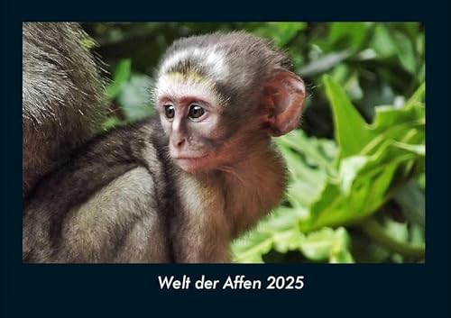 Welt der Affen 2025 Fotokalender DIN A4: Monatskalender mit Bild-Motiven von Haustieren, Bauernhof, wilden Tieren und Raubtieren Welt der Affen 2025 Fotokalender DIN A4: Monatskalender mit Bild-Motiven von Haustieren, Bauernhof, wilden Tieren und Raubtieren