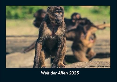 Welt der Affen 2025 Fotokalender DIN A4: Monatskalender mit Bild-Motiven von Haustieren, Bauernhof, wilden Tieren und Raubtieren Welt der Affen 2025 Fotokalender DIN A4: Monatskalender mit Bild-Motiven von Haustieren, Bauernhof, wilden Tieren und Raubtieren