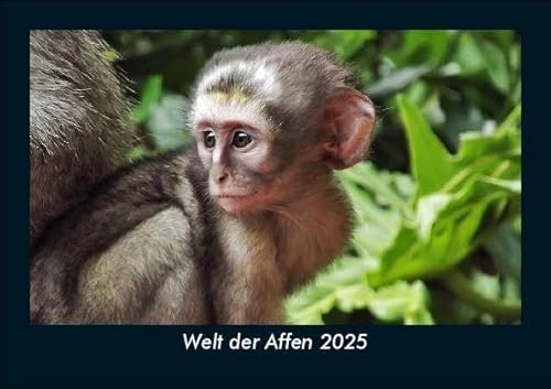 Welt der Affen 2025 Fotokalender DIN A5: Monatskalender mit Bild-Motiven von Haustieren, Bauernhof, wilden Tieren und Raubtieren Welt der Affen 2025 Fotokalender DIN A5: Monatskalender mit Bild-Motiven von Haustieren, Bauernhof, wilden Tieren und Raubtieren