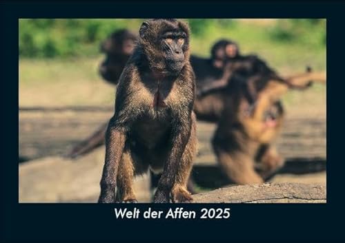 Welt der Affen 2025 Fotokalender DIN A5: Monatskalender mit Bild-Motiven von Haustieren, Bauernhof, wilden Tieren und Raubtieren Welt der Affen 2025 Fotokalender DIN A5: Monatskalender mit Bild-Motiven von Haustieren, Bauernhof, wilden Tieren und Raubtieren