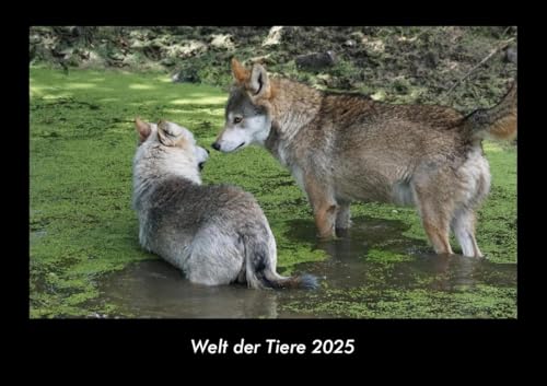 Welt der Tiere 2025 Fotokalender DIN A3: Monatskalender mit Bild-Motiven von Haustieren, Bauernhof, wilden Tieren und Raubtieren Welt der Tiere 2025 Fotokalender DIN A3: Monatskalender mit Bild-Motiven von Haustieren, Bauernhof, wilden Tieren und Raubtieren