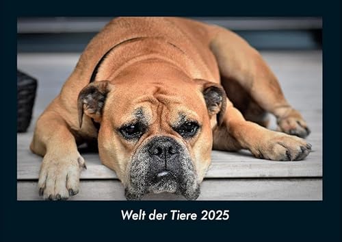 Welt der Tiere 2025 Fotokalender DIN A4: Monatskalender mit Bild-Motiven von Haustieren, Bauernhof, wilden Tieren und Raubtieren Welt der Tiere 2025 Fotokalender DIN A4: Monatskalender mit Bild-Motiven von Haustieren, Bauernhof, wilden Tieren und Raubtieren