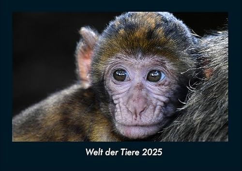 Welt der Tiere 2025 Fotokalender DIN A4: Monatskalender mit Bild-Motiven von Haustieren, Bauernhof, wilden Tieren und Raubtieren Welt der Tiere 2025 Fotokalender DIN A4: Monatskalender mit Bild-Motiven von Haustieren, Bauernhof, wilden Tieren und Raubtieren