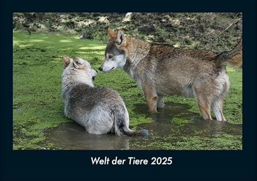 Welt der Tiere 2025 Fotokalender DIN A4: Monatskalender mit Bild-Motiven von Haustieren, Bauernhof, wilden Tieren und Raubtieren Welt der Tiere 2025 Fotokalender DIN A4: Monatskalender mit Bild-Motiven von Haustieren, Bauernhof, wilden Tieren und Raubtieren
