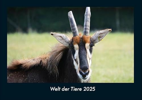 Welt der Tiere 2025 Fotokalender DIN A4: Monatskalender mit Bild-Motiven von Haustieren, Bauernhof, wilden Tieren und Raubtieren Welt der Tiere 2025 Fotokalender DIN A4: Monatskalender mit Bild-Motiven von Haustieren, Bauernhof, wilden Tieren und Raubtieren