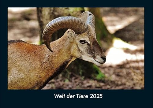 Welt der Tiere 2025 Fotokalender DIN A4: Monatskalender mit Bild-Motiven von Haustieren, Bauernhof, wilden Tieren und Raubtieren Welt der Tiere 2025 Fotokalender DIN A4: Monatskalender mit Bild-Motiven von Haustieren, Bauernhof, wilden Tieren und Raubtieren