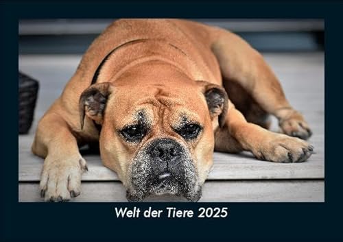 Welt der Tiere 2025 Fotokalender DIN A5: Monatskalender mit Bild-Motiven von Haustieren, Bauernhof, wilden Tieren und Raubtieren Welt der Tiere 2025 Fotokalender DIN A5: Monatskalender mit Bild-Motiven von Haustieren, Bauernhof, wilden Tieren und Raubtieren