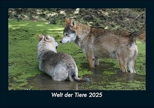 Welt der Tiere 2025 Fotokalender DIN A5: Monatskalender mit Bild-Motiven von Haustieren, Bauernhof, wilden Tieren und Raubtieren Welt der Tiere 2025 Fotokalender DIN A5: Monatskalender mit Bild-Motiven von Haustieren, Bauernhof, wilden Tieren und Raubtieren