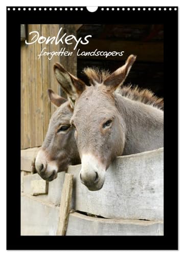 Donkeys - forgotten landscapers (Wall Calendar 2025 DIN A3 portrait), CALVENDO 12 Month Wall Calendar: Donkeys are the forgotten pets of the past von Calvendo