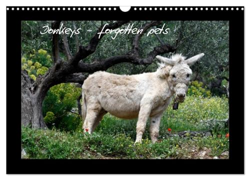 Donkeys - forgotten pets (Wall Calendar 2025 DIN A3 landscape), CALVENDO 12 Month Wall Calendar: Donkeys are everyone's favorite von Calvendo